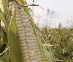 White Corn