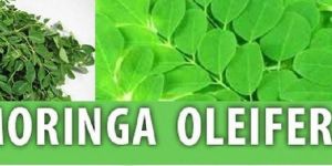 Moringa Oleifera Leaves
