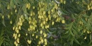 Neem Plant