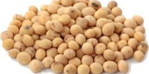 White Chickpeas