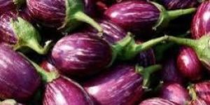 Fresh Brinjal