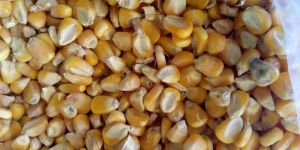 Maize