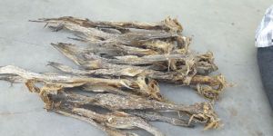Dry Fish