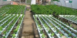 Greenhouse & Net House Structures