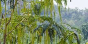 Moringa Oleifera, Moringa Dry Leaf
