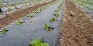 Soil Solarization Film