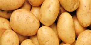 Fresh Potato