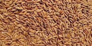 Hybrid Paddy Seeds