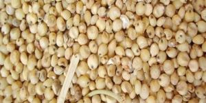 Hybrid Sorghum Seeds