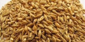 Natural Barley Grain