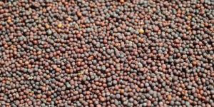 Natural Mustard Seeds