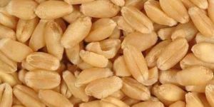 Organic Wheat Grain