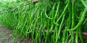 Fresh Green Chilli