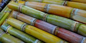 Fresh Sugarcane