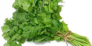 Fresh Coriander Leaves
