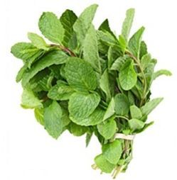 Fresh Mint Leaves