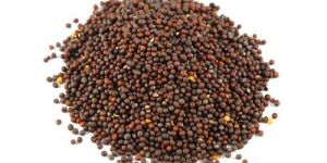 Mustard Seeds