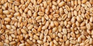 Wheat Seeds