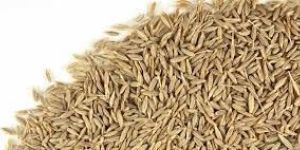 Cumin Seeds