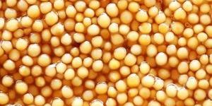 Yellow Mustard Seeds