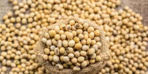 Soyabean