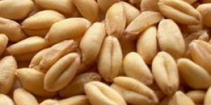 Wheat