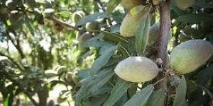 Almond Plants