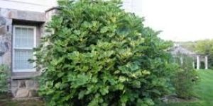 Common Fig Plants