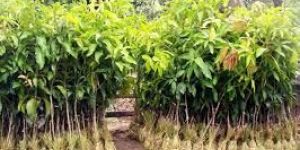 Hybrid Sheesham Plants