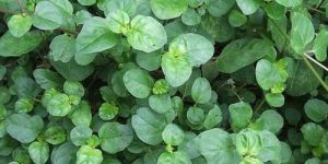 Punarnava Herb Plant