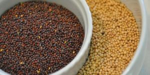 Mustard Seed