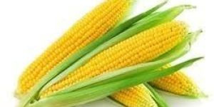 Fresh Yellow Maize