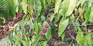 Coffee Plant