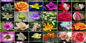 Fresh Flowers