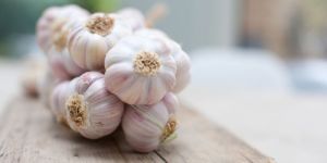 Fresh Garlic