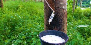 Natural Rubber Latex