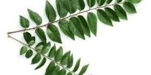 Curry Leaves