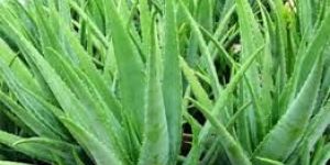 Alovera Leaf