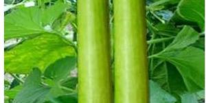 Hybrid Bottle Gourd