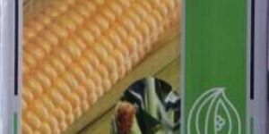 Sweetcorn Madhur Variety