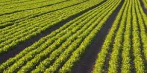 Contract Farming Services