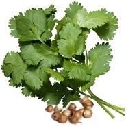 Fresh Cilantro