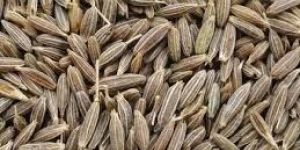 White Cumin Seeds