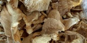 Sajorkaju Oyster Mushroom