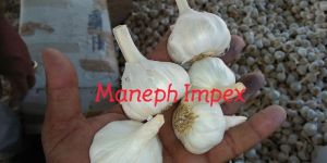 Garlic