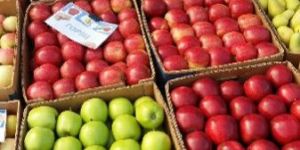 Wholesale Apple (From Ukraine)