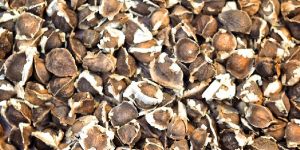 Moringa Oleifera Seed