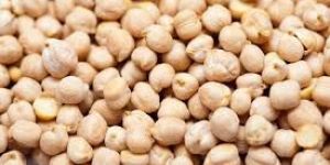 Chickpeas Seed
