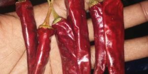 Dry Red Chilli