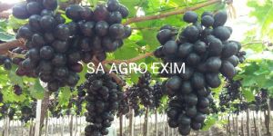 BLACK SHARAD SEEDLESS GRAPES